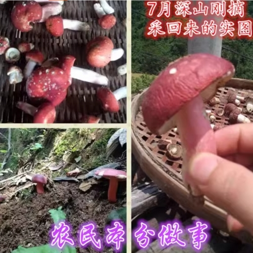 红菇采摘实景
